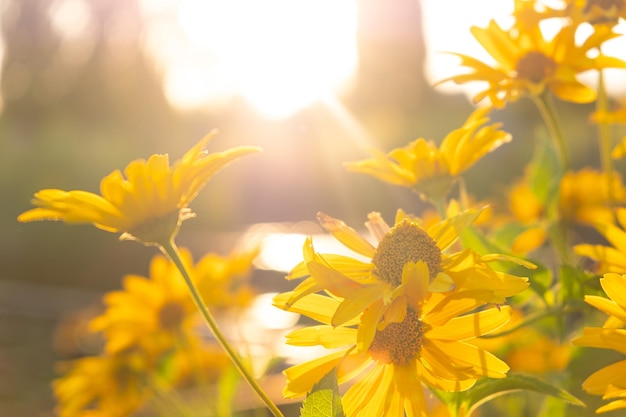 Flores amarillas de verano y rayos solares de luz.