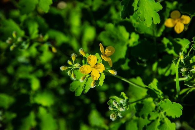 Flores amarillas y verde de tallo y hojas de celidonia medicinal. Foto de alta calidad