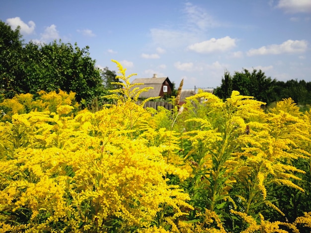 Flores amarillas vibrantes cubren el vasto paisaje cerca de una granja de aceite de colza holandesa