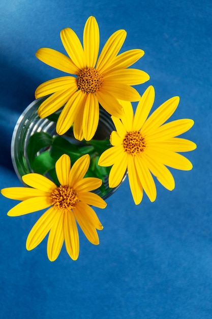 Foto flores amarillas en la vista superior contra un fondo azul