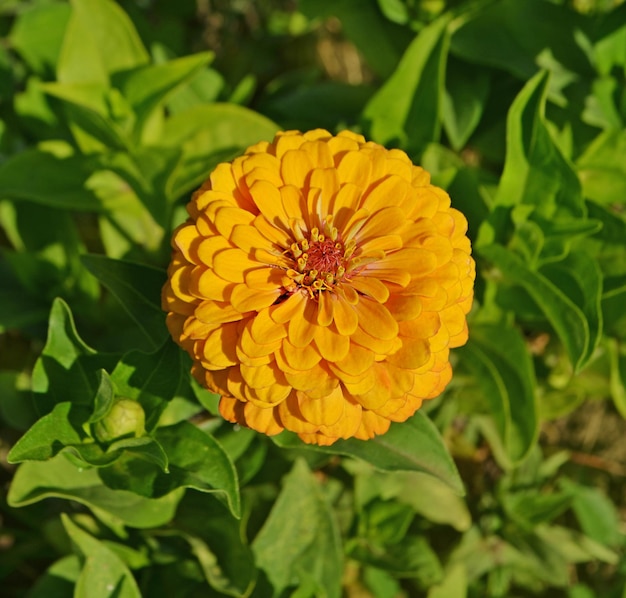 Flores amarillas de zinnia elegans Zinnia violacea Cav