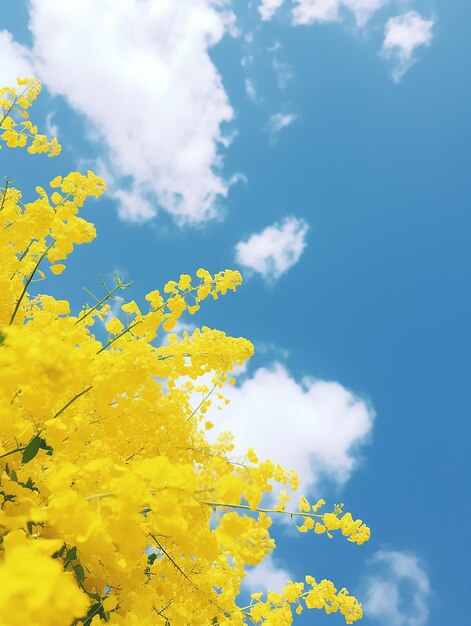 Foto las flores amarillas
