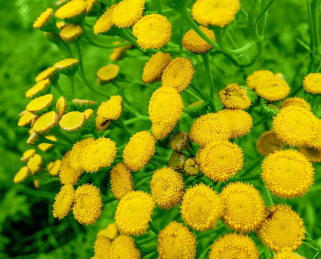 las flores amarillas