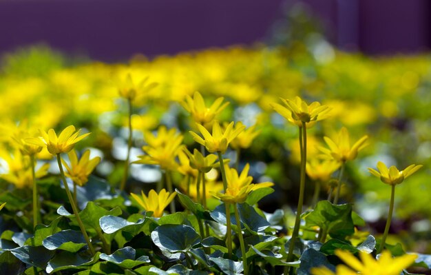 Flores amarillas