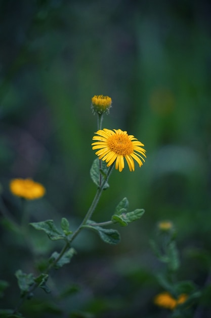 las flores amarillas