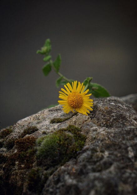 las flores amarillas