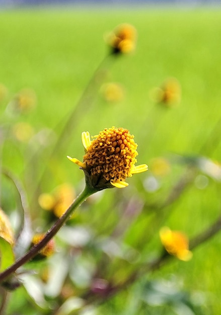 Flores Amarillas