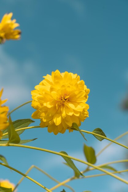 Flores amarillasxA