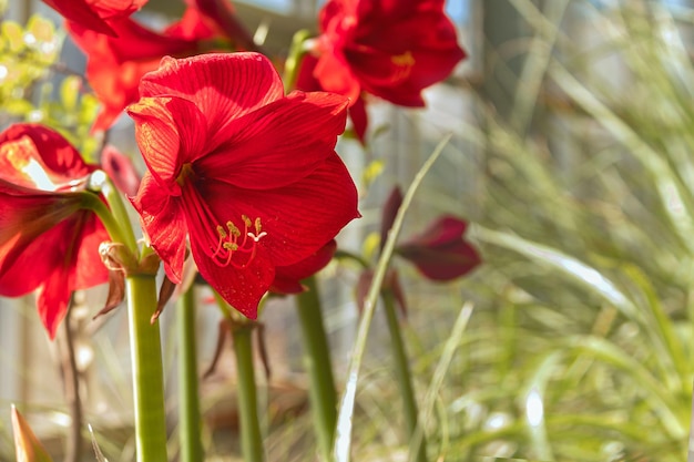 Flores de amaryllis hippeastrum closeup en sun