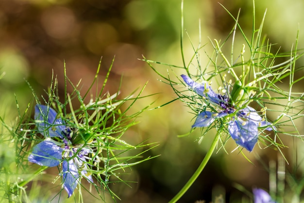 Flores de amor en la niebla. Flores suavemente azules de mujer harapienta.