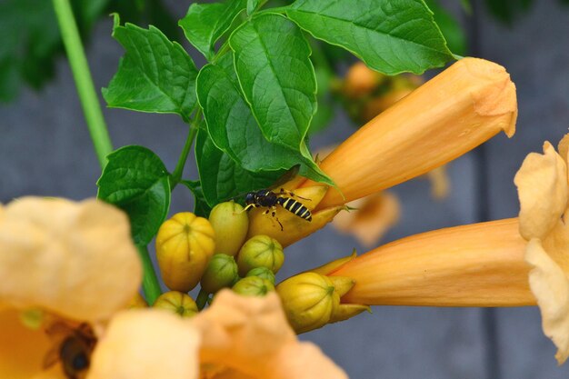 flores anaranjadas en arbustos y una abeja en ellos