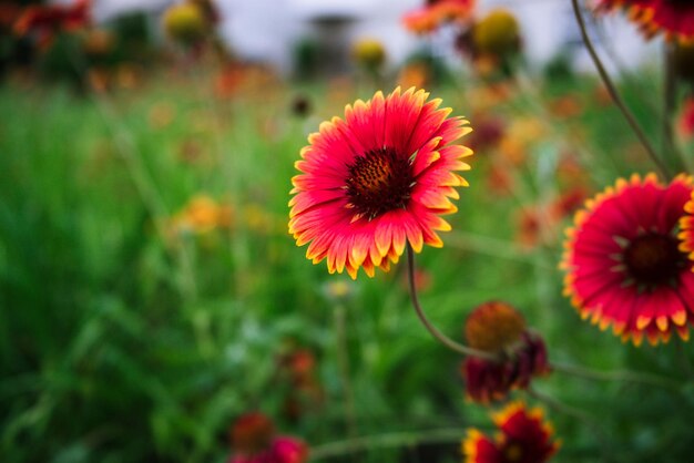 Flores anaranjadas de color ardiente en un prado verde