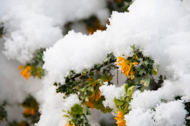 Flores anaranjadas cubiertas por la nieve