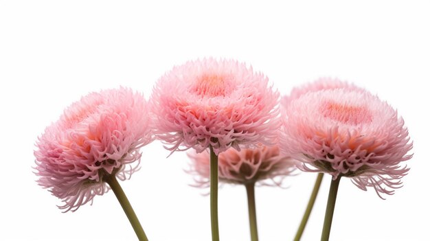 Foto flores de anchan aisladas sobre un fondo blanco