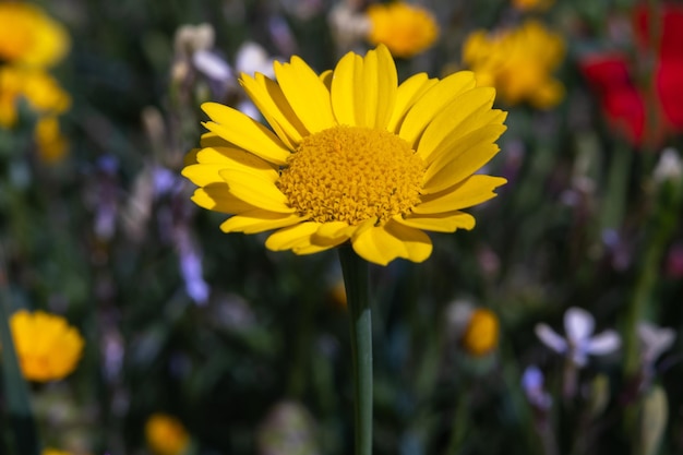 Flores de la anémis tinctoria (Cota tinctoria o margarita dorada, manzanilla amarilla)