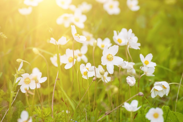 Flores de anémona blanca