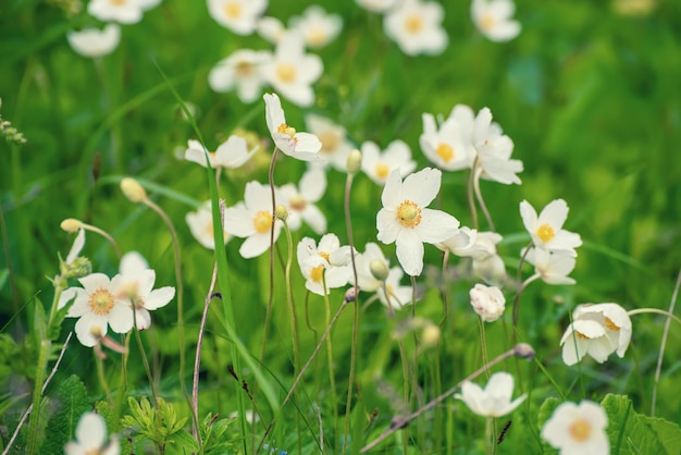 Flores de anémona blanca