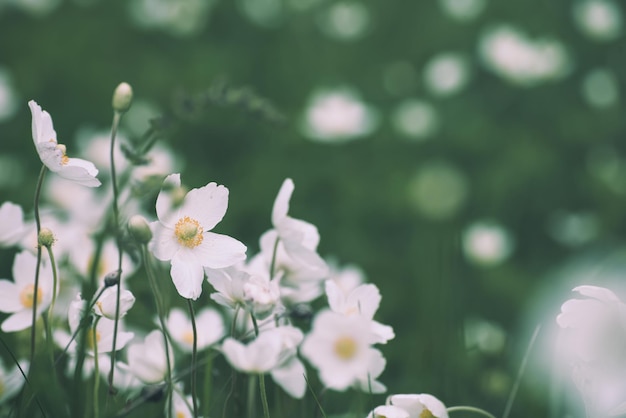 Flores de anémona blanca