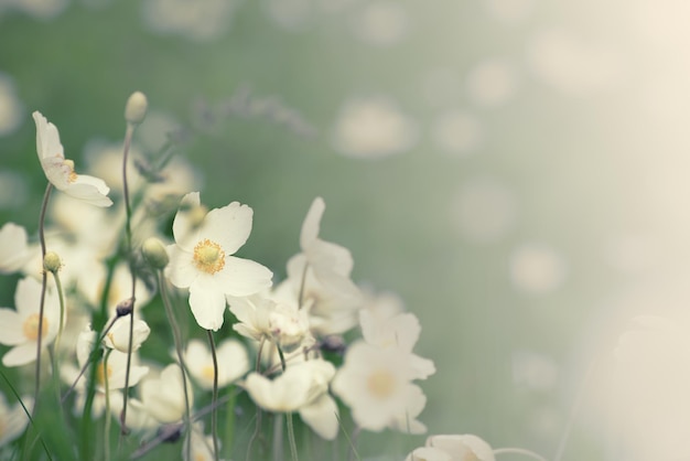 Flores de anémona blanca