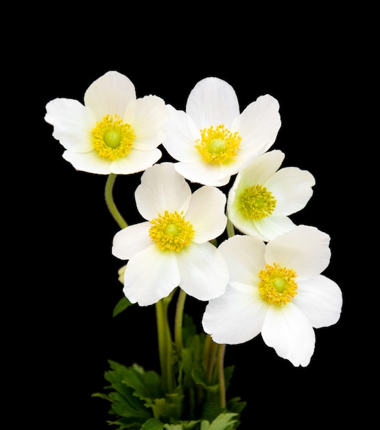 Flores de anémona blanca