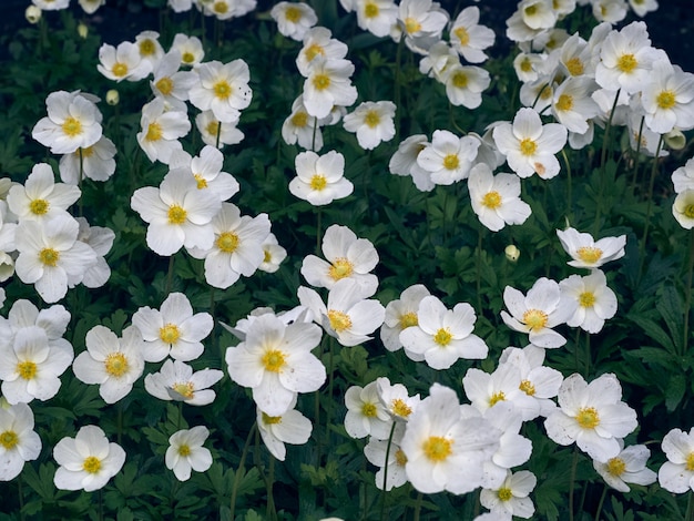 Flores de anémona en el jardín de verano.