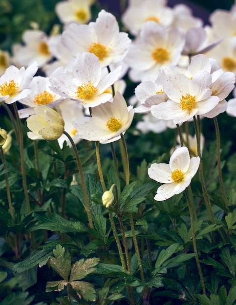 Flores de anémona en el jardín.