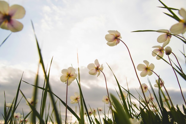 Flores de anémona silvestre en el campo.