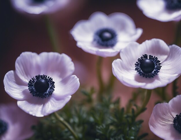 Las flores de una anémona