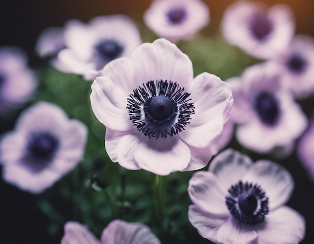 Foto las flores de una anémona