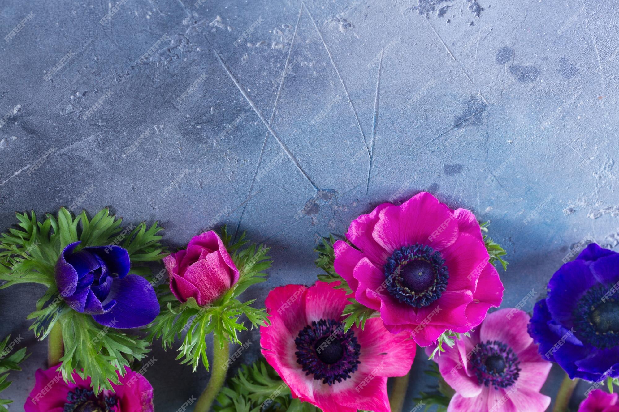 Flores de anémonas sobre fondo de piedra | Foto Premium