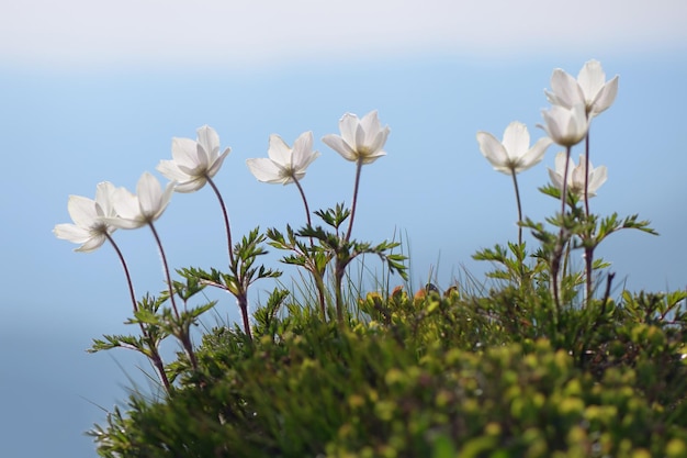 Flores Anemone patens en las montañas