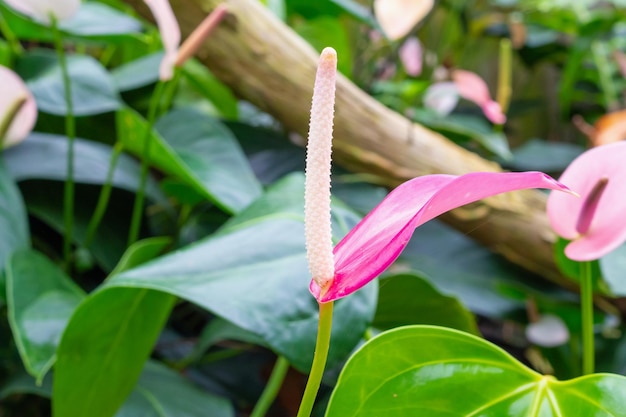 Flores de anturio en el fondo del jardín tropical