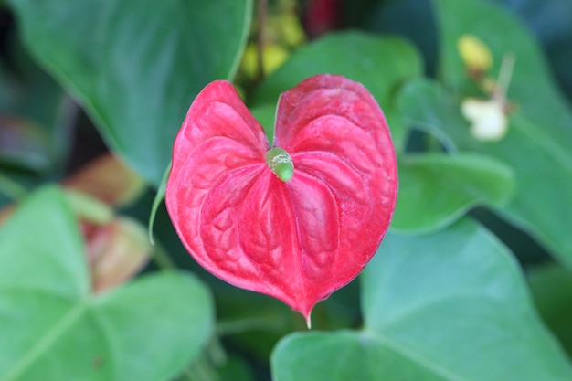 Foto las flores de anturio rojo que florecen en el jardín