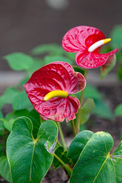 Flores de anturio rojo