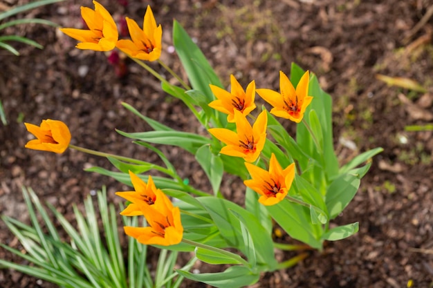 Flores anuais tulipa praestans hoog sorte shogun tulipas amarelas e laranjas fundo de primavera