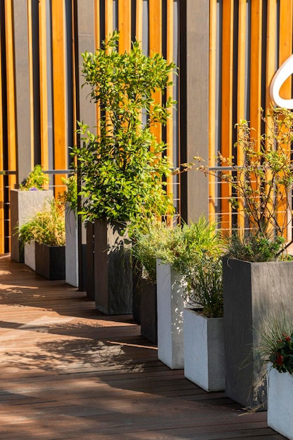 Flores ao ar livre em grandes banheiras para paisagismo no terraço