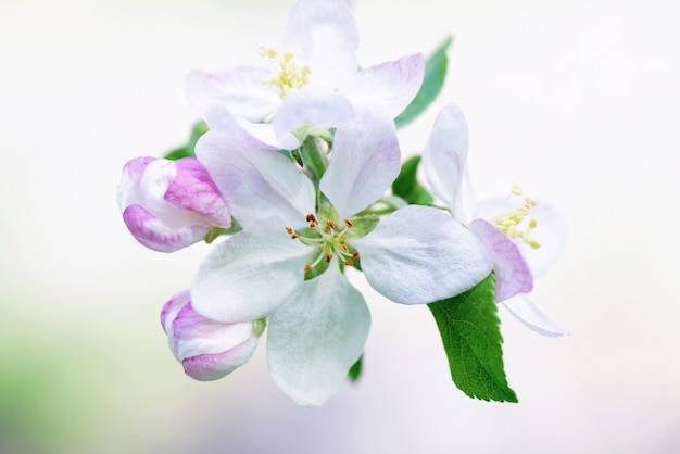 Flores de Apple blossom con hojas verdes