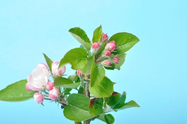 Flores de Apple sobre un fondo azul.