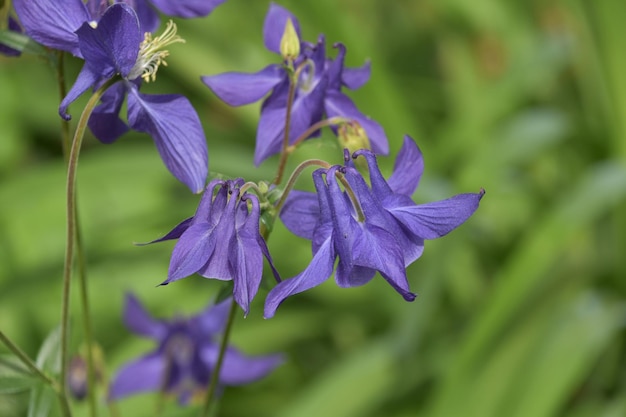 Flores aquilégias roxas muito bonitas que florescem em um jardim.