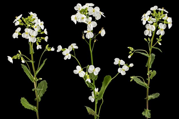 Flores de arabis aislado sobre fondo negro