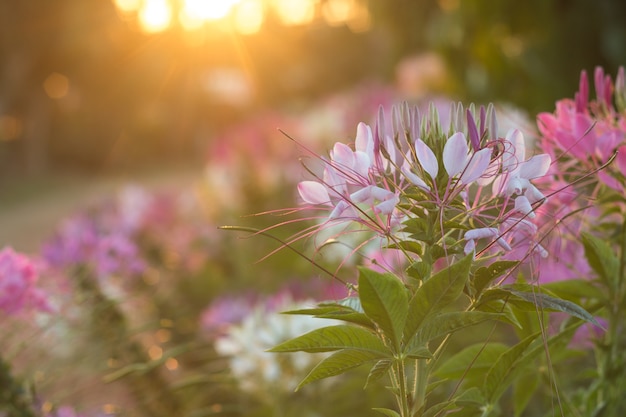 Las flores de la araña o CLEOME SPINOSA LINN están flotando en la llamarada del tiempo del aumento del sol en otoño