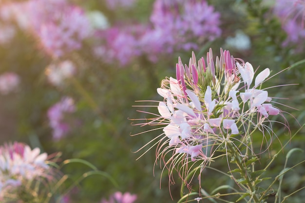 Las flores de araña o CLEOME SPINOSA LINN se vuelven relucientes debido al tiempo de subida del sol en otoño