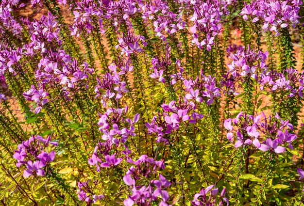 Foto flores de araña