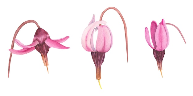 Flores de arándano rojo acuarela dibujadas a mano Conjunto de flor de arándano Ilustración de plantas silvestres del bosque Objetos aislados sobre fondo blanco para el diseño de empaque postales impresas