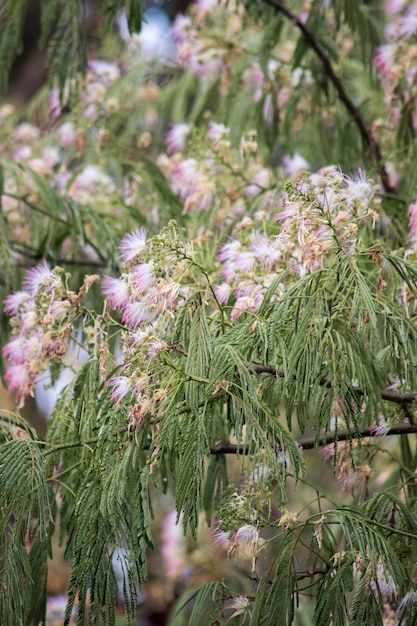 Foto flores del árbol de acacia de constantinopla albizia julibrissin