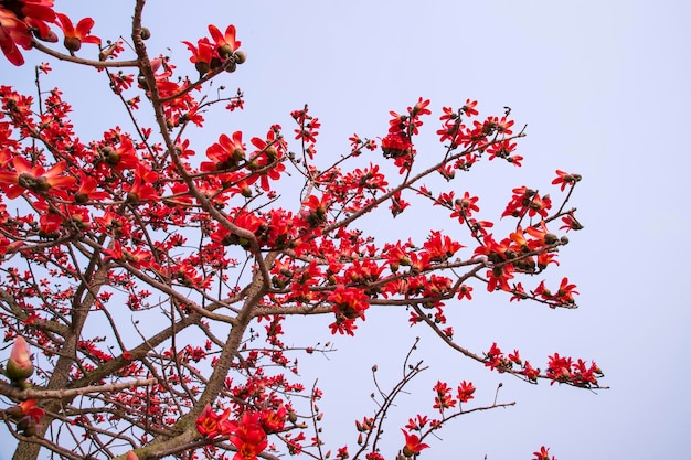 Flores del árbol de ceiba Bombax en el fondo del cielo azul