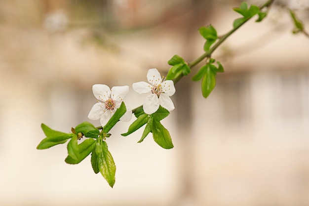 Flores de árbol de cerezo