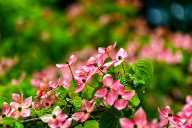 Flores del árbol de cornejo