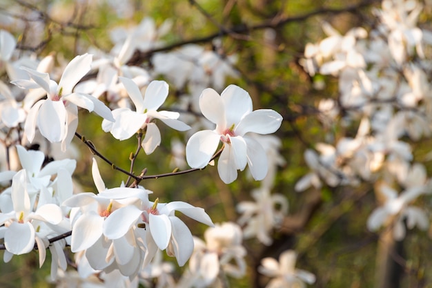 Flores de árbol de flor blanca de magnolia, rama de primer plano, al aire libre