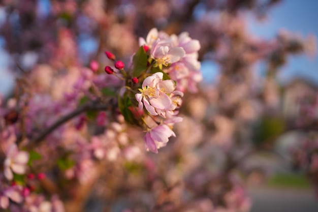 Flores de árbol en flor en una calle de la ciudad